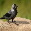 Kavka obecna - Corvus monedula - Eurasian Jackdaw 7025